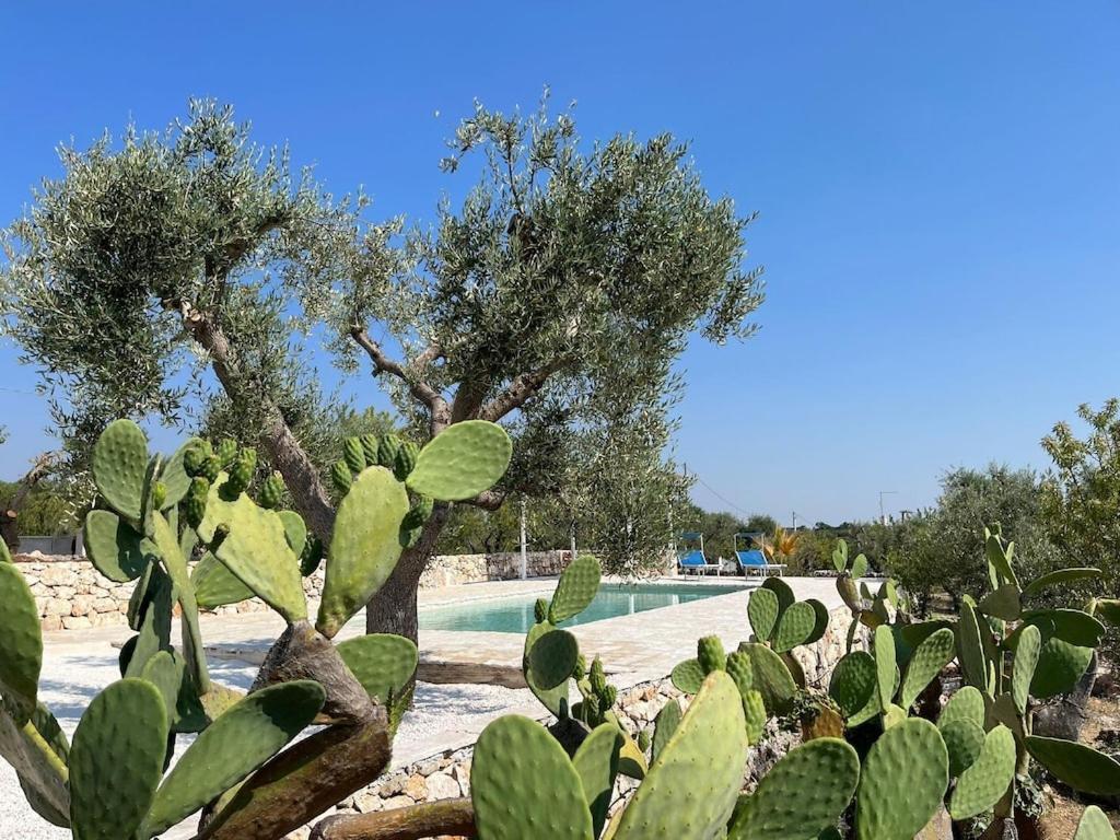 Casa Giuliveto - Charmantes Ferienhaus Mit Privatpool In Olivenhain Ostuni Luaran gambar