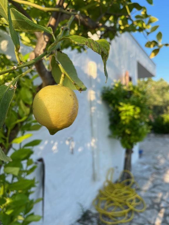 Casa Giuliveto - Charmantes Ferienhaus Mit Privatpool In Olivenhain Ostuni Luaran gambar