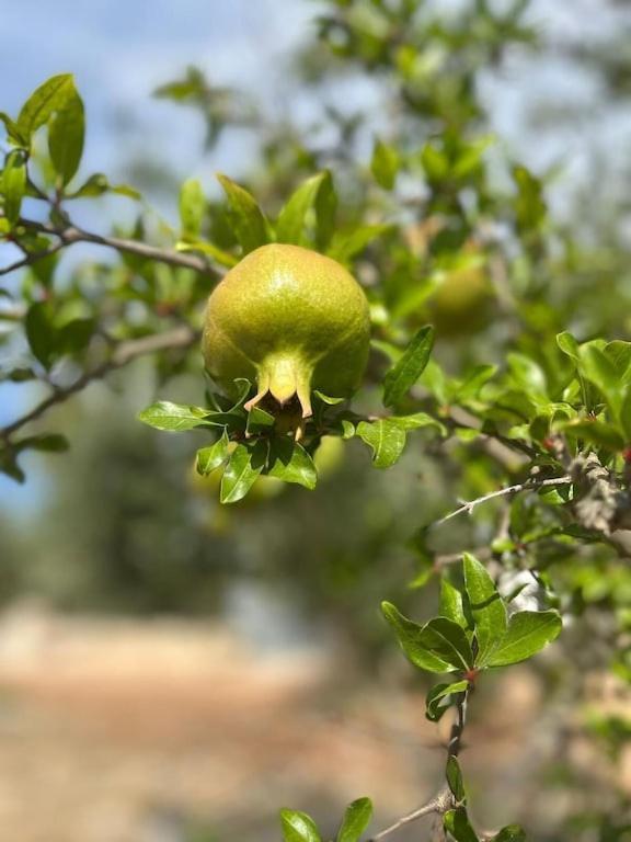 Casa Giuliveto - Charmantes Ferienhaus Mit Privatpool In Olivenhain Ostuni Luaran gambar